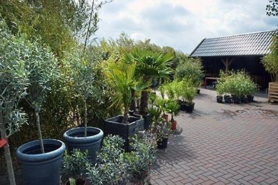 Bamboo spirit exotische planten kwekerij Kloosterburen, Nederland Bamboo spirit exotische planten kwekerij Kloosterburen, Nederland