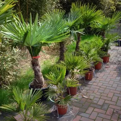 Winterharde palmen voor de Nederlandse tuin